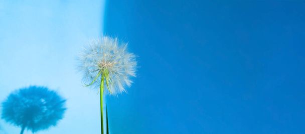 Kreatív nyári koncepció fehér pitypang virágzással és árnyékkal. Mock-up kék háttér. Közelkép, fénymásolás - Fotó, kép