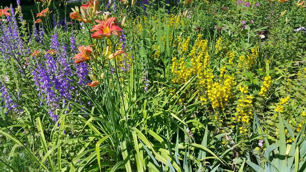 Belas flores brilhantes em um dia ensolarado no jardim de verão
 - Foto, Imagem