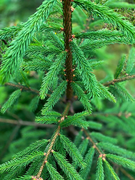 Зелене молоде соснове дерево
 - Фото, зображення