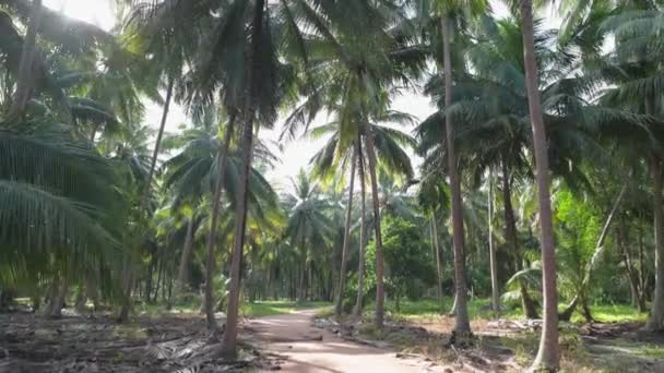 Een langzame wandeling door het regenwoud. Kokosnoot boomplantages. Bospaden tussen palmbomen. Mooie zonnige dag.. - Video