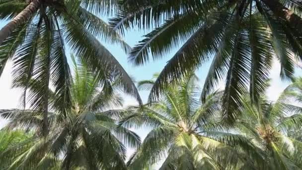 día soleado en la selva. Un bosque tropical. Vista inferior de las coronas de exuberantes palmeras y árboles tropicales. Cielo azul con nubes blancas. Naturaleza intacta
. - Metraje, vídeo