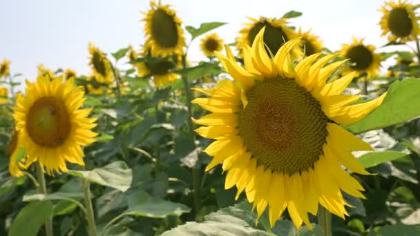 Sonnenblumenköpfe schwanken im Wind - Filmmaterial, Video