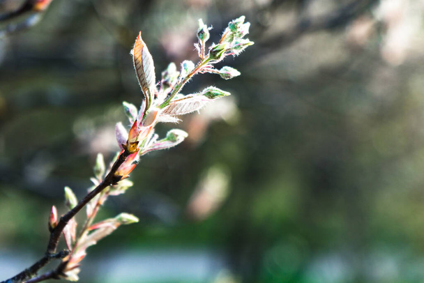 小さな芽が枝の冬眠から覚め - 写真・画像