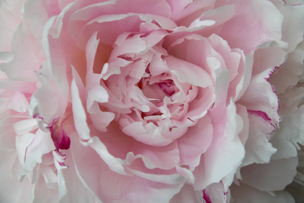 Schöne Blumen, Pfingstrosen. Strauss aus rosa Pfingstrose. - Foto, Bild