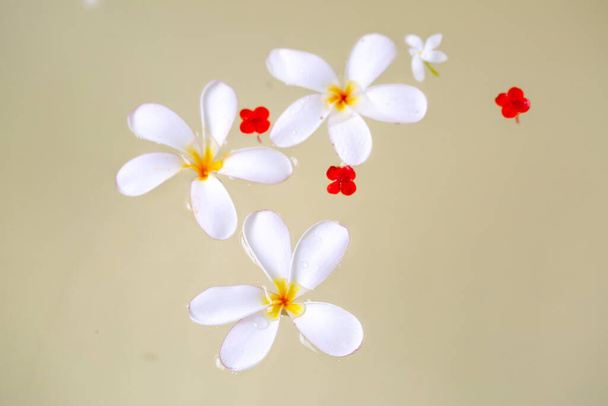 Trzy białe kwiaty plumerii unoszą się w wodzie. Kwiaty w tle. - Zdjęcie, obraz