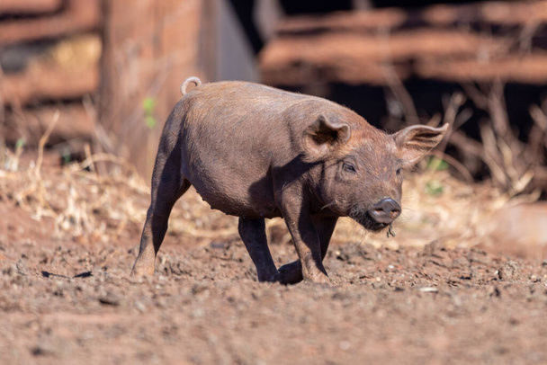 Свинья гуляет по пастбищу на ферме
. - Фото, изображение