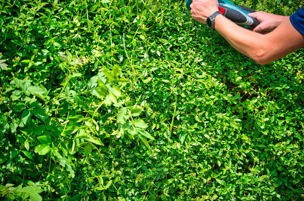 Cut the hedge with the hedge trimmer - Photo, Image