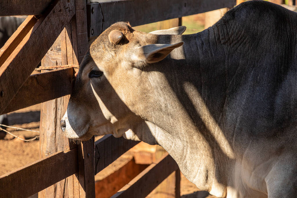 Livestock in confinement, oxen, cows, sunny day. - Photo, Image