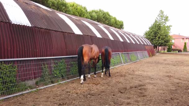 Twee mooie bruine goed verzorgde paarden met glanzend haar. Ranch, stabiel. - Video
