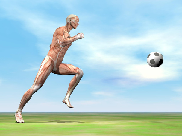 Muscoli del giocatore di calcio - rendering 3D
 - Foto, immagini