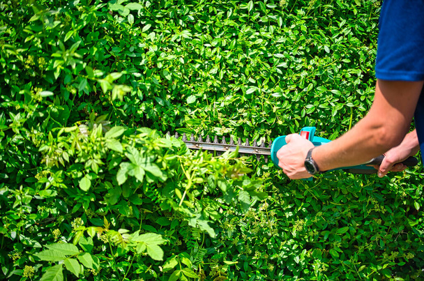 Вырезать изгородь с помощью изгороди триммер - Фото, изображение