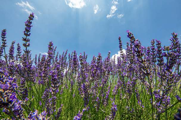 lavender flowers - purple lavender field. Blurred summer background of lavender flowers. - Фото, изображение