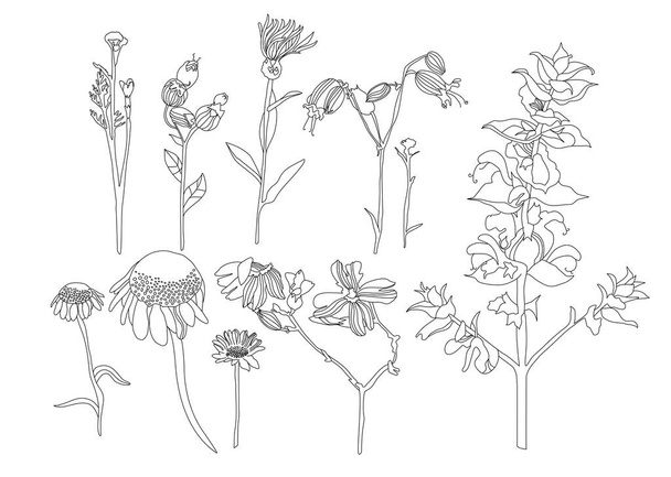 手描きラインアート野生の牧草地の花と花の植物セット。フィールドベル、コーンフラワー、ひまわり、デイジー、クローバー、 ammi歯科。結婚式の招待状、ビーガンカフェ、花屋のロゴ、代替医療ハーブ - ベクター画像