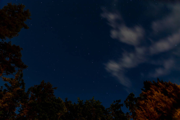 Cielo notturno blu con stelle, nuvole bianche in movimento e alberi. Alza lo sguardo, guarda dal basso - Foto, immagini