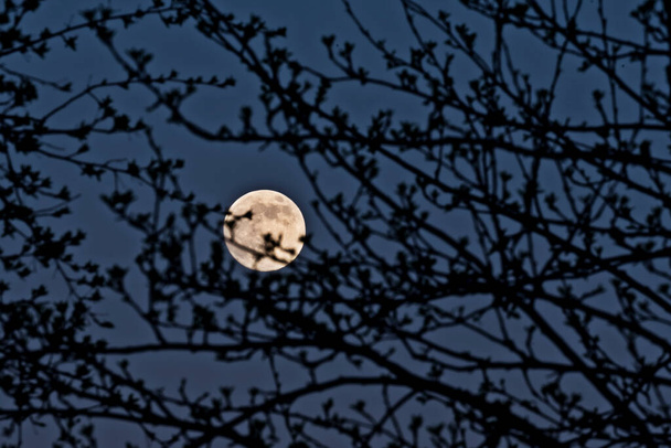 Una luna llena en el cielo de la tarde mira a través de las ramas de los árboles en los que no hay follaje
. - Foto, imagen