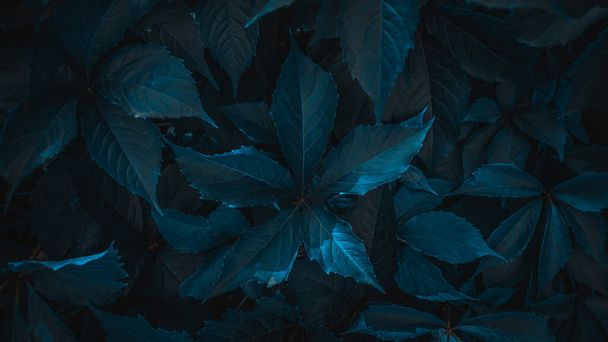 Backgtound of texture of dark leaves closeup. Photo in blue tone. Dark night photo - Fotoğraf, Görsel