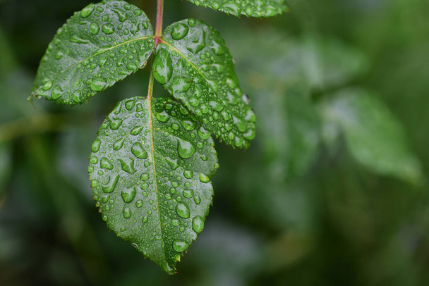 Zbliżenie zielonych liści pełnych kropli w deszczu. Świeżość natury - Zdjęcie, obraz