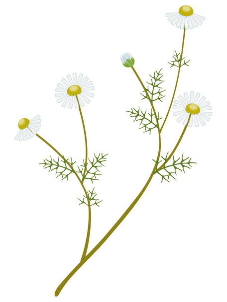 Medicinal chamomile on a branch with leaves on a white background. - Vector, Image