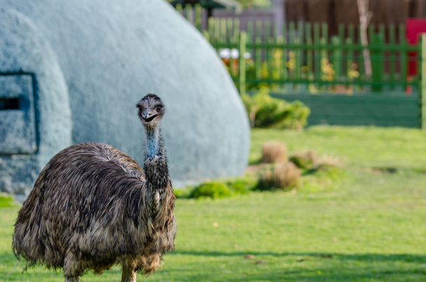 Retrato de un avestruz sudamericano Nandu de cerca
 - Foto, Imagen