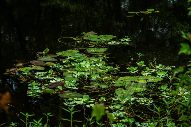  Liliom és más vízinövények a folyóban. - Fotó, kép
