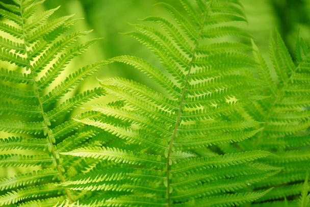 fern plant in light forest - Fotoğraf, Görsel