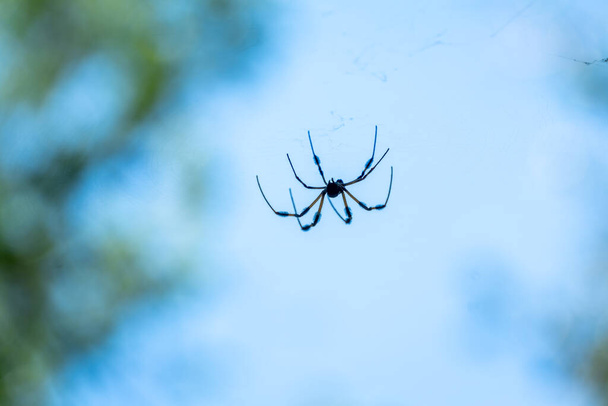  Te duże pająki były wszędzie w parku, kiedy szliśmy ścieżkami.. - Zdjęcie, obraz