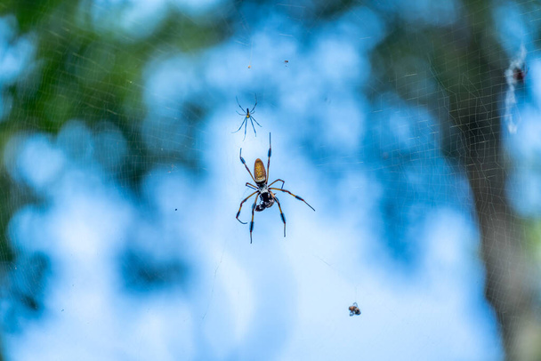 These large spiders were everywhere in the park as we walked the trails. - Photo, Image