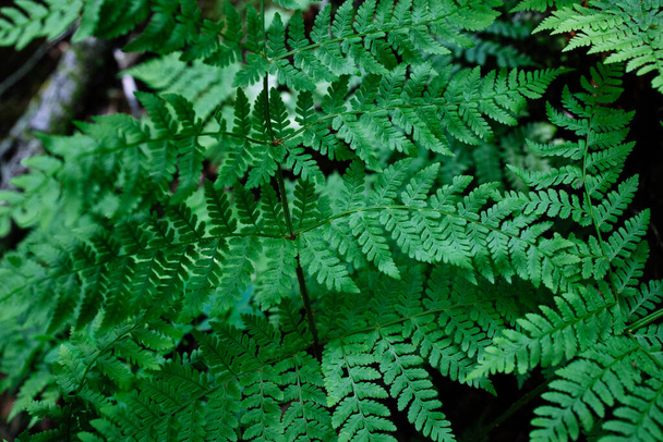 папороть рослина в темному лісі
 - Фото, зображення