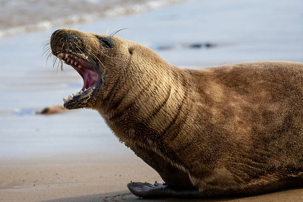 Detail Grey Seal se zuby vyceněnými na pláži v Horsey Gap v Norfolku, Velká Británie - Fotografie, Obrázek