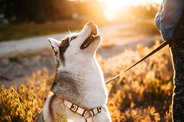 Kaunis Husky koira ulvoo harjoittelun aikana, kävely omistajan kanssa ulkona - Valokuva, kuva
