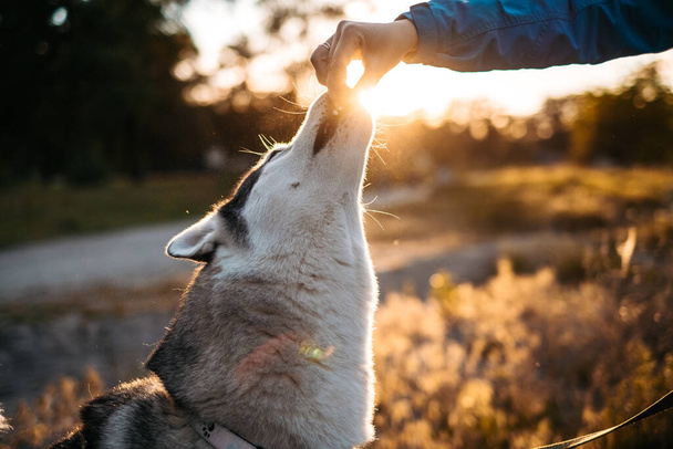 Prachtige Husky hond huilend tijdens de training, wandelend met eigenaar buiten - Foto, afbeelding