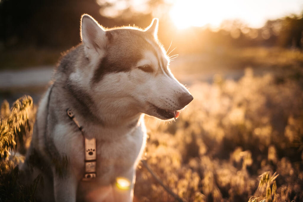 Hermoso perro Husky aullando durante el entrenamiento, caminando con el propietario fuera
 - Foto, Imagen
