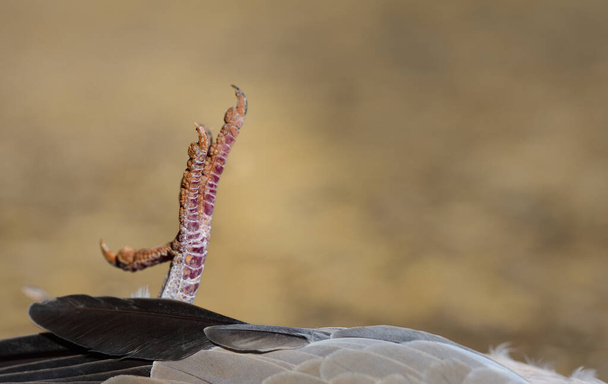 De klauwen van een dode duif in close-up kijken omhoog tegen een lichte achtergrond - Foto, afbeelding
