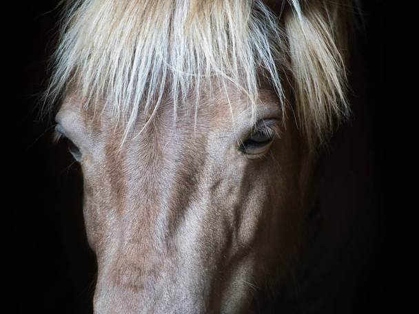 Nahaufnahme Pferd Gesicht und Augen - Foto, Bild