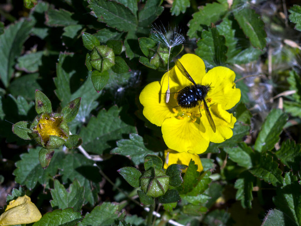 Die Frühlingsblume (Potentilla neumanniana) auf dem Feld.  - Foto, Bild