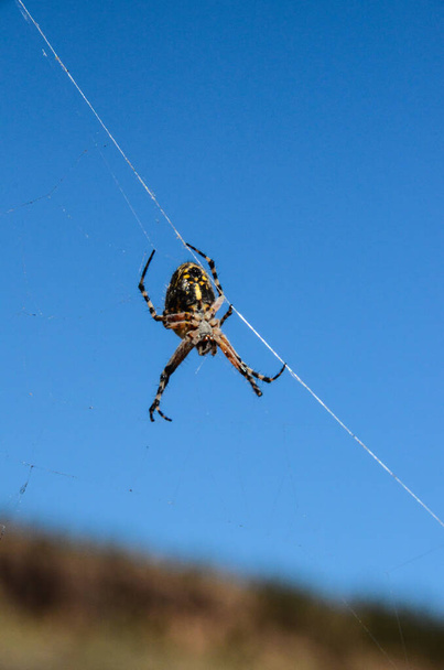 Büyük Böcek Örümcek ve Ağ Doğaya - Fotoğraf, Görsel