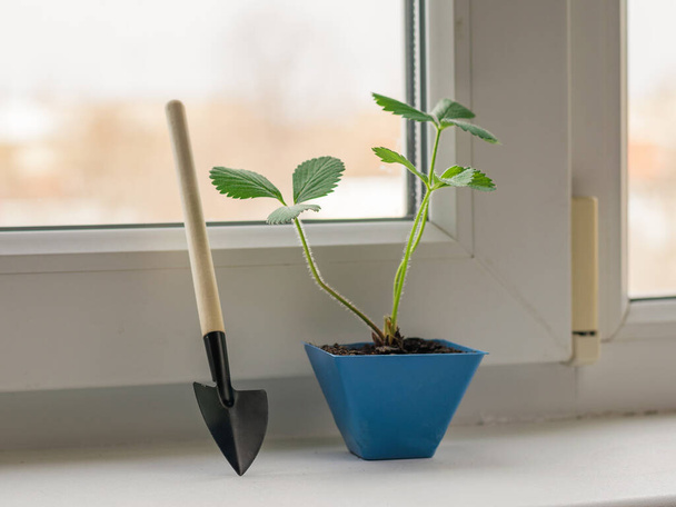 Egy lapát a talajnak és egy kis növény egy kék edényben az ablakpárkányon.. - Fotó, kép