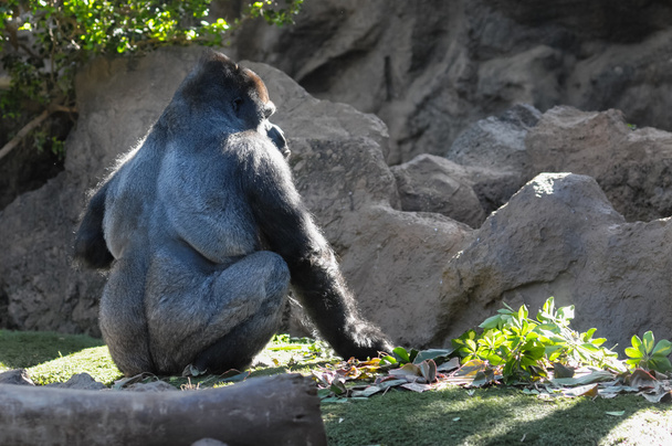 Forte gorilla nero adulto
 - Foto, immagini