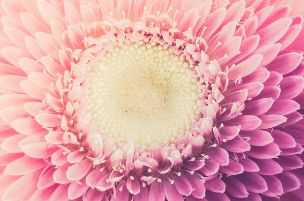 růžová gerbera sedmikrásky - Fotografie, Obrázek