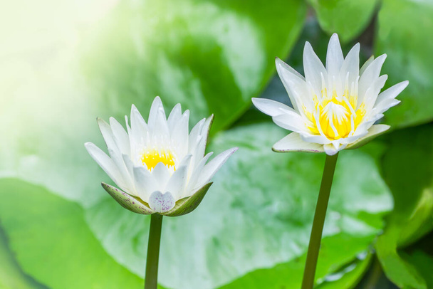 belle fleur de lotus blanc et pollen jaune avec des feuilles vertes dans l'étang. - Photo, image