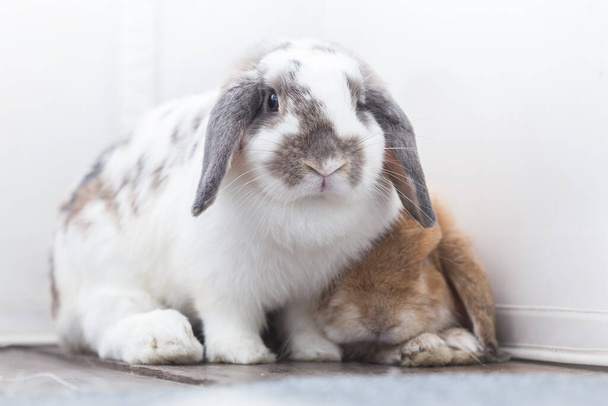 Kaninchen mit braun und weiß Schön auf dem Boden liegend. Split auf weißem Hintergrund. - Foto, Bild