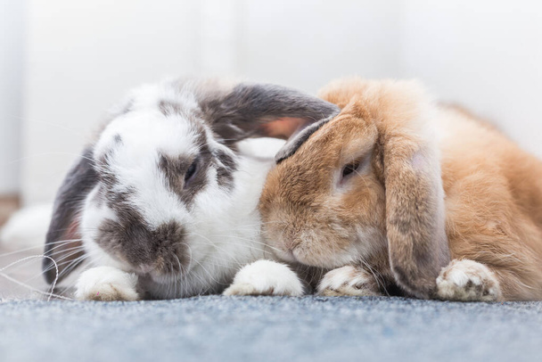 Kaninchen mit braun und weiß Schön auf dem Boden liegend. Split auf weißem Hintergrund. - Foto, Bild