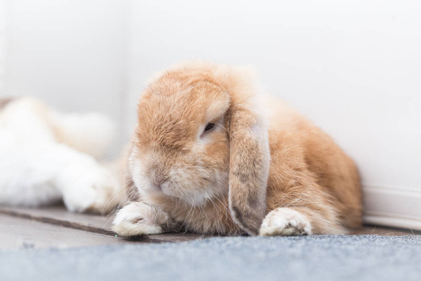 Кролик з коричневим і білим Прекрасний лежить на підлозі. Розділити на білому тлі
. - Фото, зображення