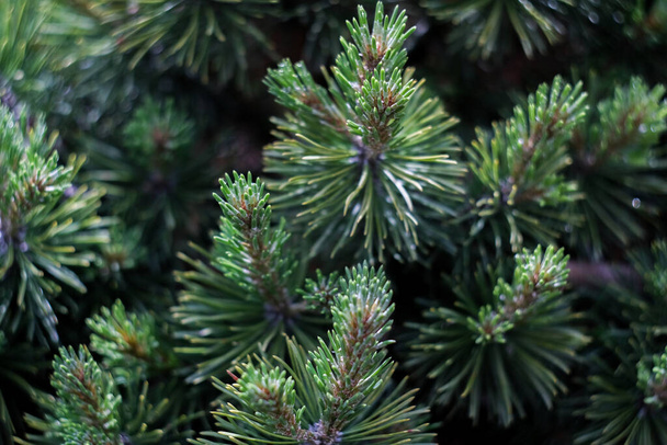 rami di alberi verdi di Natale da vicino, macro shot, messa a fuoco selettiva - Foto, immagini