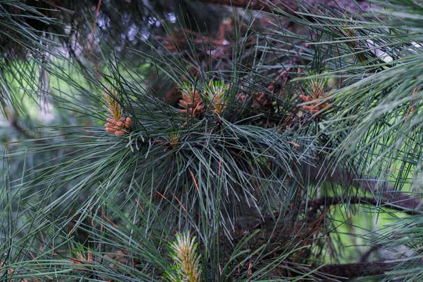 Tree branches with pines  close up, macro shot, selective focus - Photo, Image