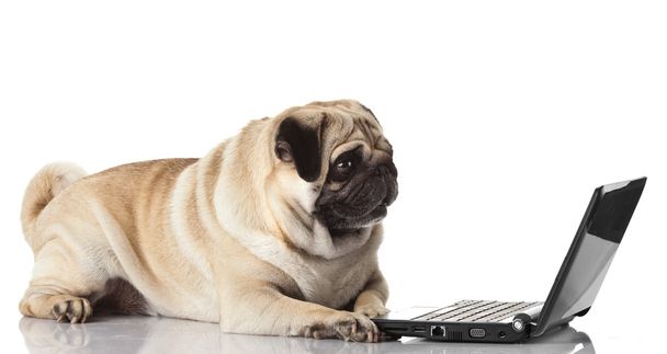 Pug Dog with laptop. - Фото, изображение