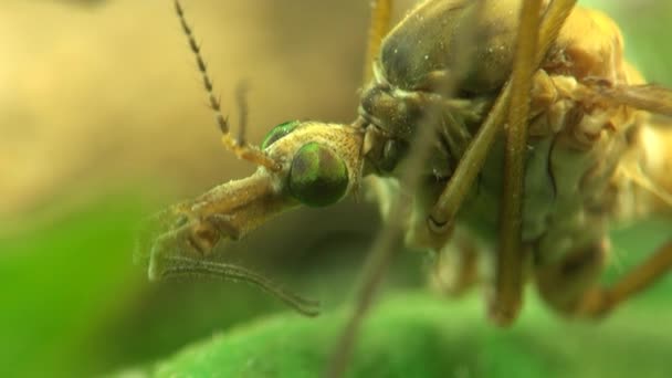 Vinç sinek böcek makro sivrisinek - Video, Çekim