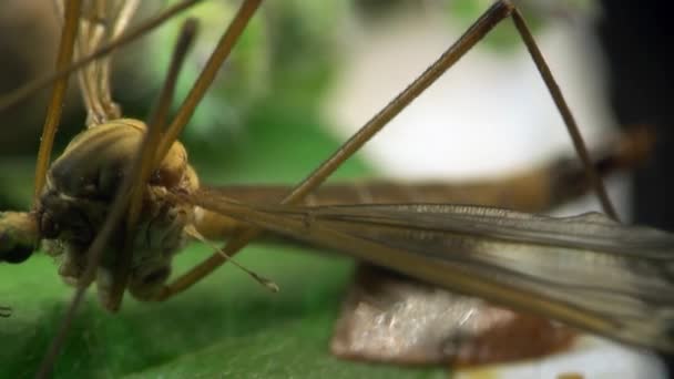 ガガンボは飛ぶ昆虫マクロ蚊 - 映像、動画
