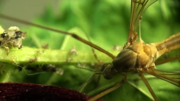 Crane fly insect macro Mosquito - Footage, Video