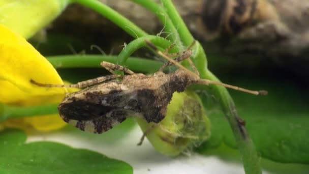 Cantharis έντομο σφάλμα μακροεντολής - Πλάνα, βίντεο